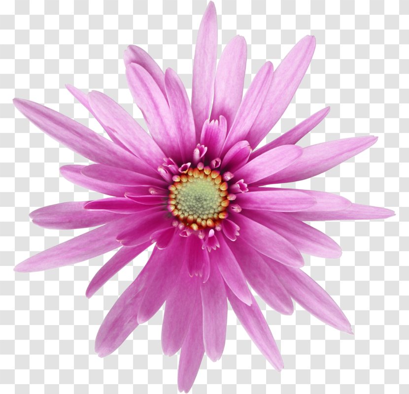 Flower Photography Common Daisy Dahlia - Purple - Annual Plant Transparent PNG