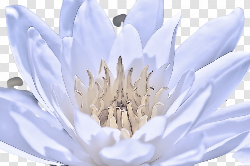 White Petal Flower Plant Water Lily - Hedgehog Cactus Wildflower Transparent PNG