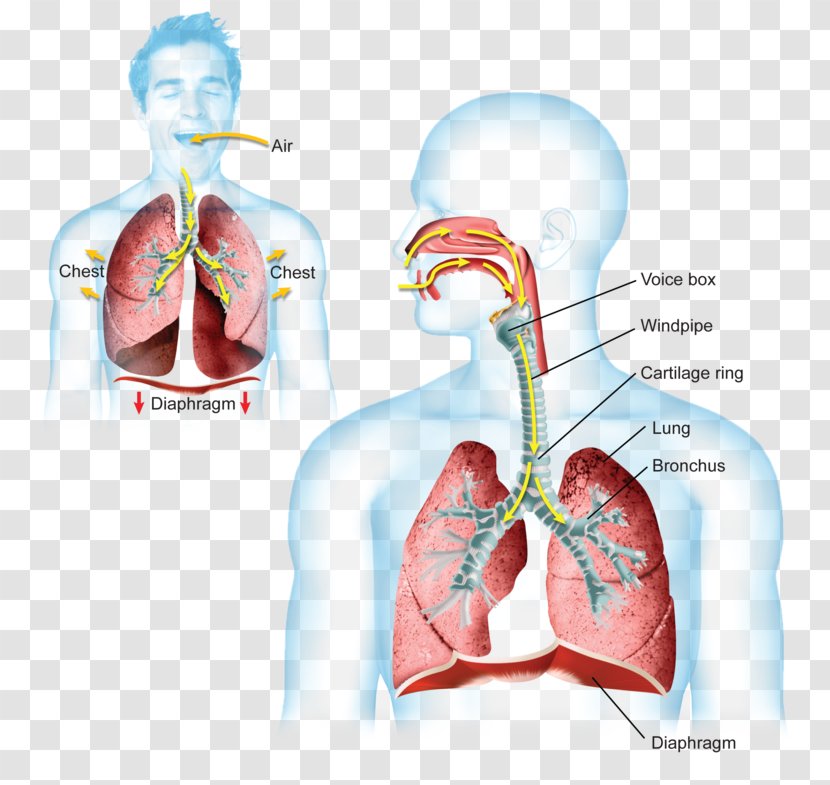 Breathing Thoracic Diaphragm Lung Respiratory System Carbon Dioxide - Frame - Breath Into The Lungs Transparent PNG