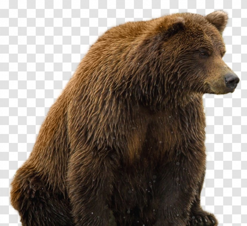 Brown Bear - Frame Transparent PNG