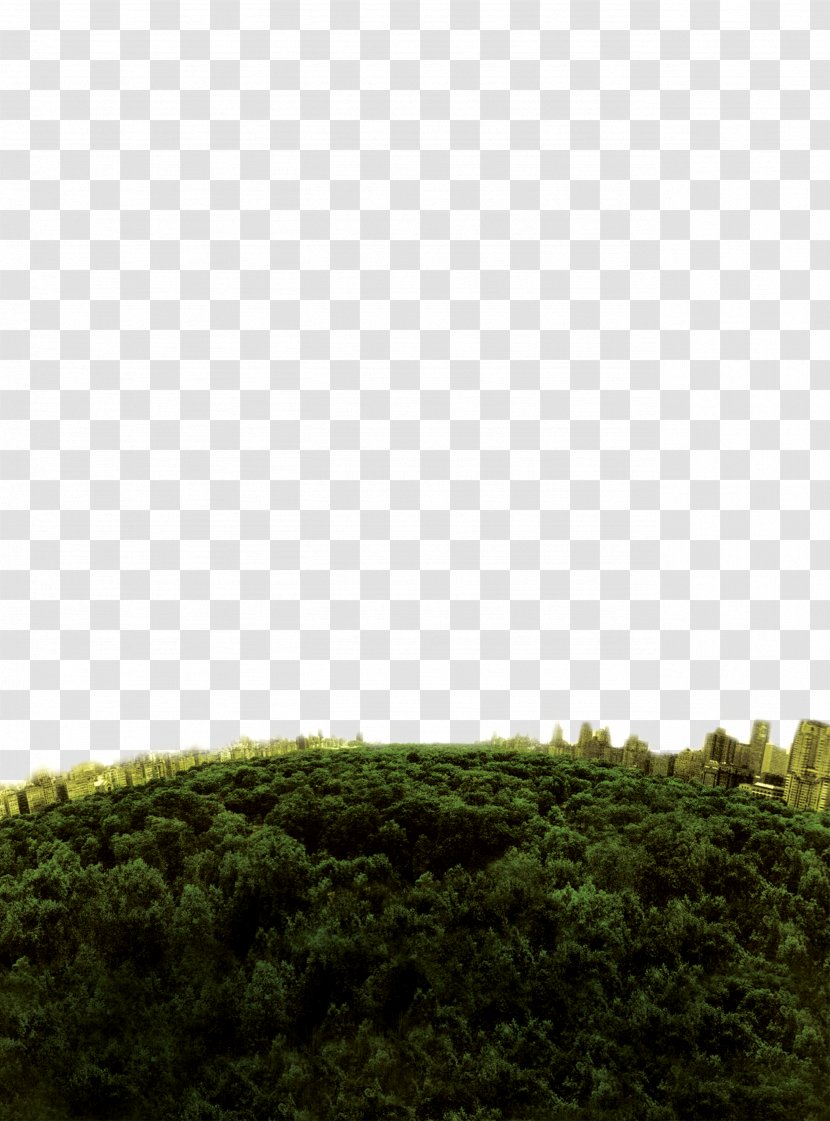 Download Silhouette - Gratis - Deep Forest Top View Transparent PNG