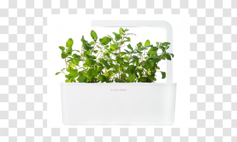 Catnip Herb Plants Vs. Zombies: Garden Warfare Nepeta × Faassenii - Mints - Cat Transparent PNG