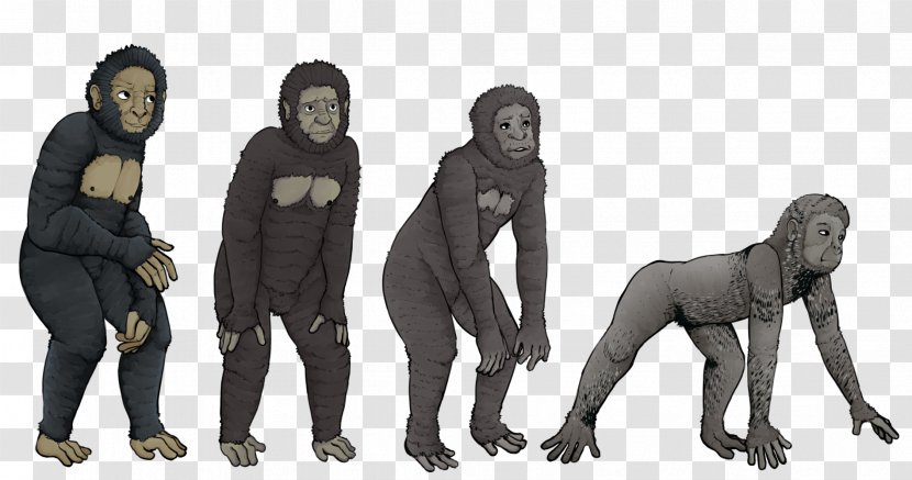 Gorilla Chimpanzee Primate Homo Sapiens Proconsul - Monkey Transparent PNG