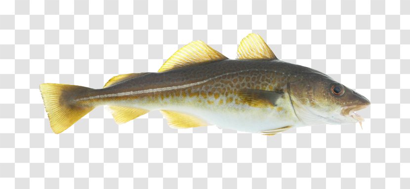 Atlantic Cod Pollock Fish Haddock - Gadus Morhua Illustration Transparent PNG