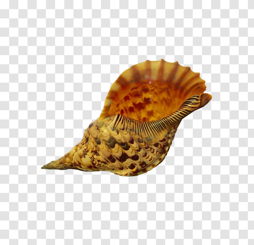 Shore Gastropods Seashell Conch Transparent PNG