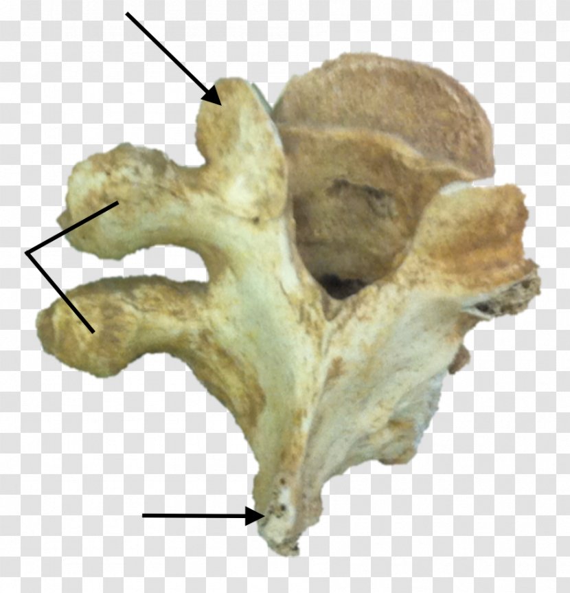 Organism Bone - Jaw - Notochord Transparent PNG
