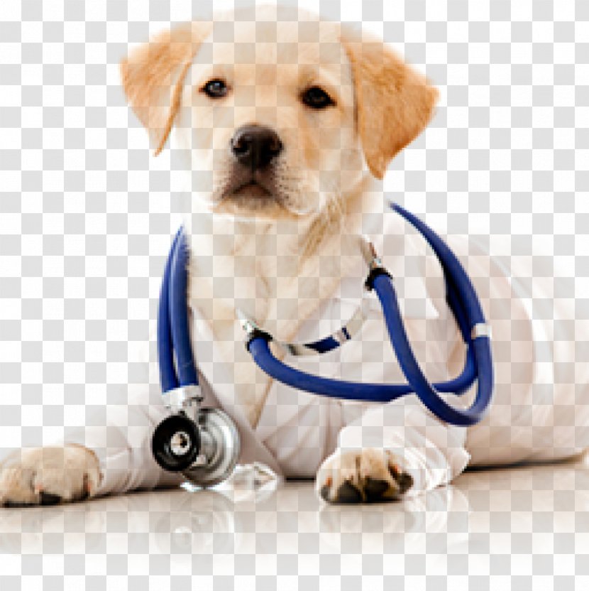 Dog Cat Veterinarian Pet Health Care - Passport Transparent PNG