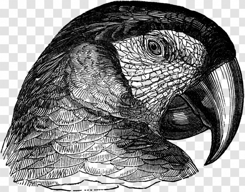 Owl Parrot Beak Drawing /m/02csf - Monochrome Transparent PNG