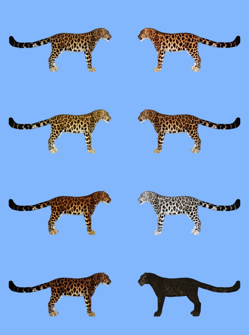 Zoo Tycoon 2: Endangered Species Amur Leopard - Fauna Transparent PNG