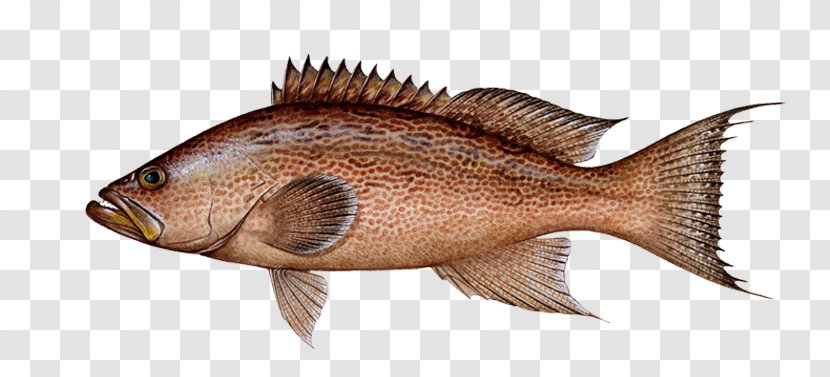 Northern Red Snapper Fishing Vermilion Drum - Grouper Fish Transparent PNG