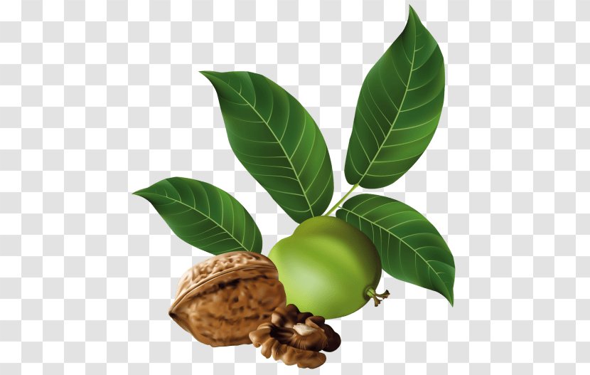 Eastern Black Walnut Vegetarian Cuisine Clip Art - Leaf Transparent PNG