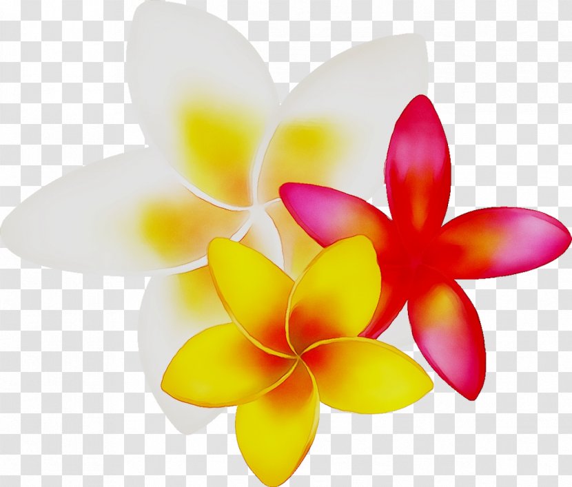 Moth Orchids Cut Flowers Product Design - Flower Transparent PNG