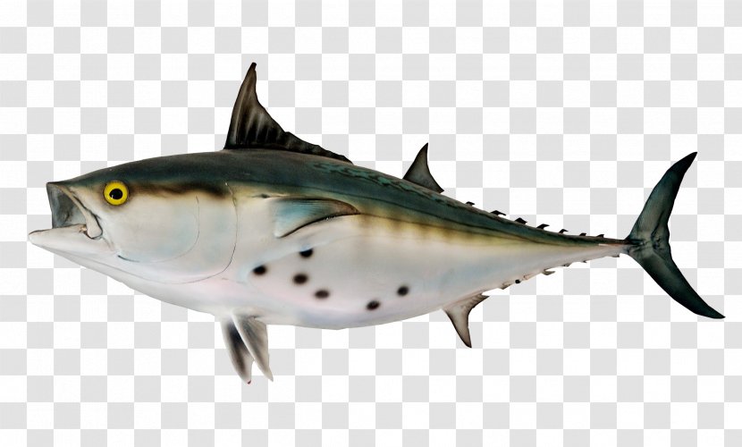 Thunnus Bonito - Seafood - Fish Transparent PNG