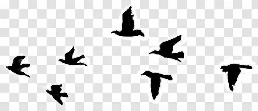 Bird Tattoo Sky Cabs Clip Art Drawing - Arabic Tattoos Transparent PNG