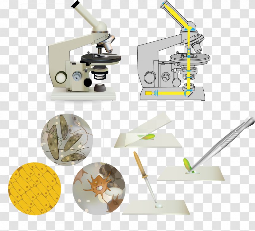 Euclidean Vector Microscope - Chromosome Transparent PNG