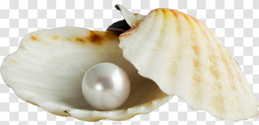 Pearl Seashell Earring Gemstone - Shell Transparent PNG