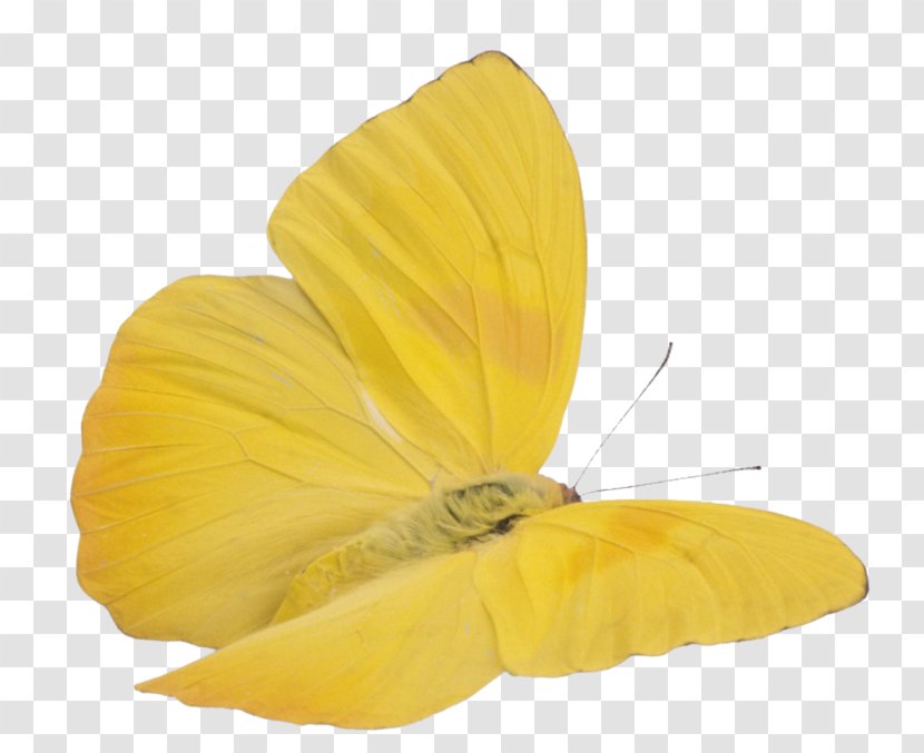 Butterfly Insect Cloudless Sulphur Yellow Image - Senna Transparent PNG