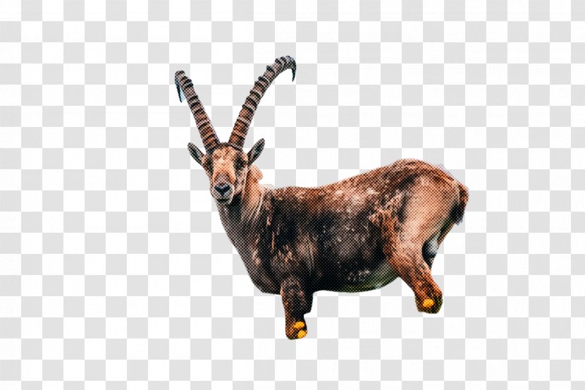 Reindeer - Metal Goatantelope Transparent PNG