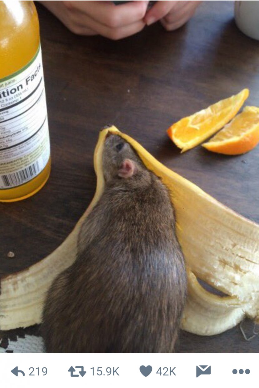 Rat Mouse Banana Peel Rodent - & Transparent PNG