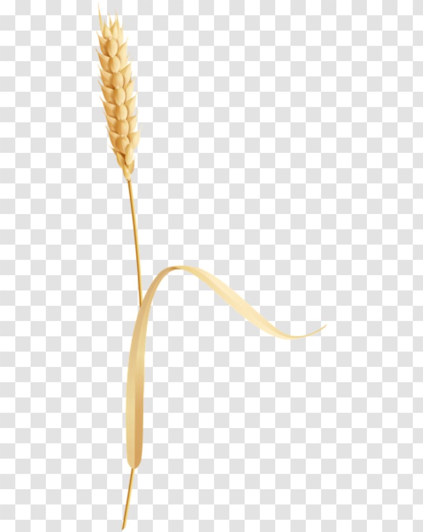 Grasses Commodity Flower Plant Stem - Wheat Bag Transparent PNG