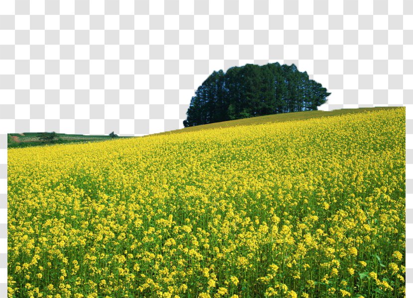 U6cb9u83dc Fukei Wallpaper - Yellow - Canola Flower Field Image Transparent PNG