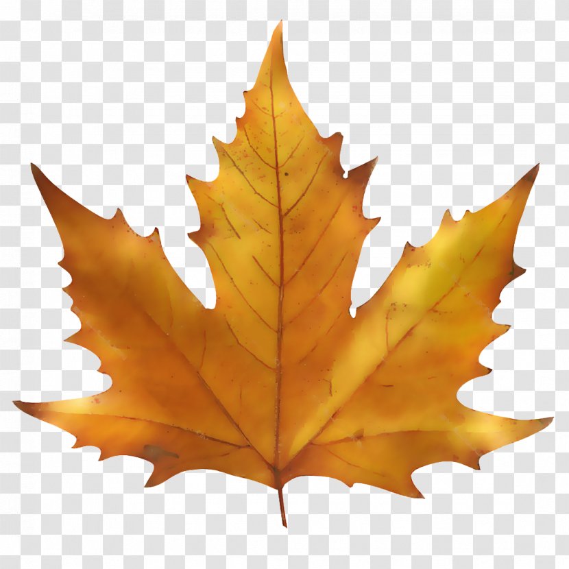 Maple Leaf Autumn Color - Book Transparent PNG