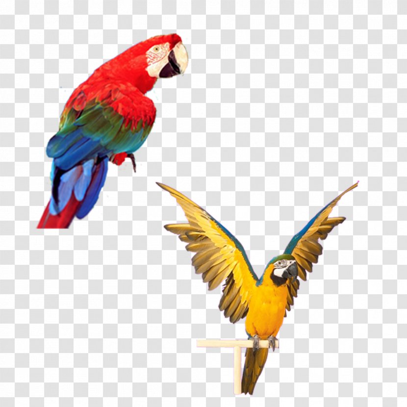 Parrot Bird Computer File - Second Paragraph Material Download Transparent PNG