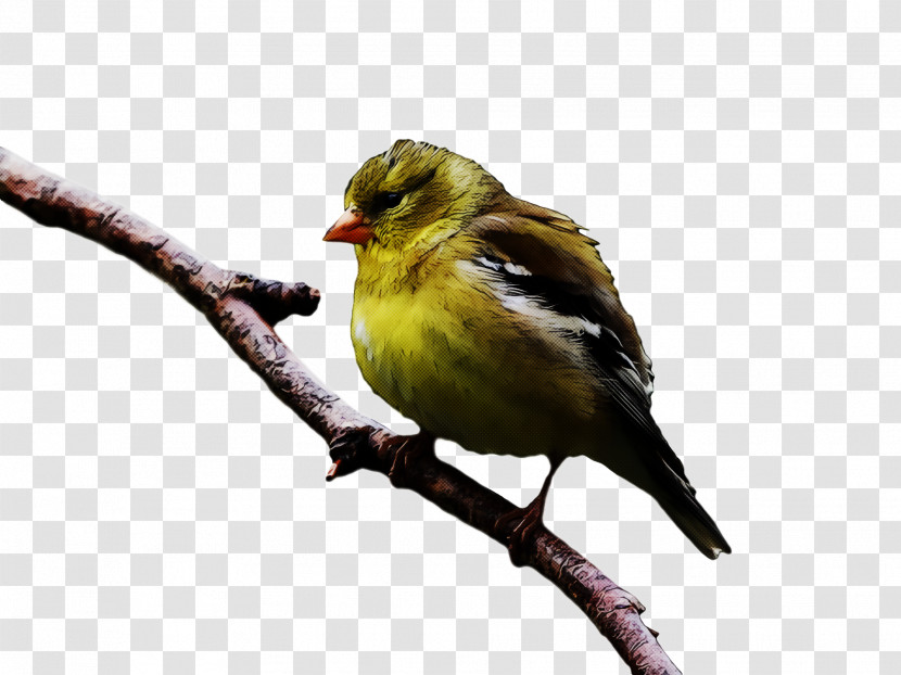 Domestic Canary Finches Birds House Finch House Sparrow Transparent PNG