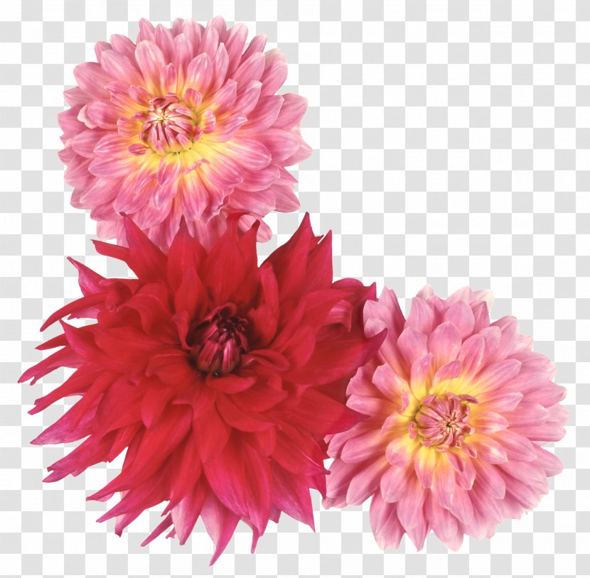 Dahlia Cut Flowers Photography - Pink Transparent PNG