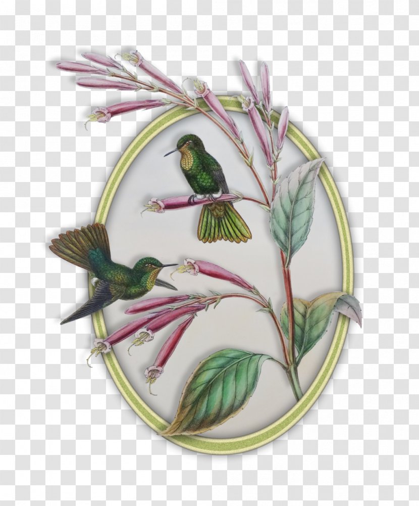 John Gould's Hummingbirds A Monograph Of The Trochilidae Lithography - Gould - Bird Transparent PNG
