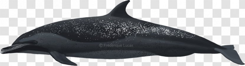 Common Bottlenose Dolphin Rough-toothed Tucuxi Pantropical Spotted - Research Center Transparent PNG