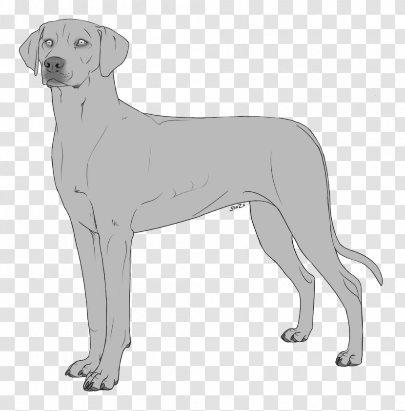 Labrador Retriever Great Dane Dog Breed Companion - Vertebrate - Money Saudi Transparent PNG