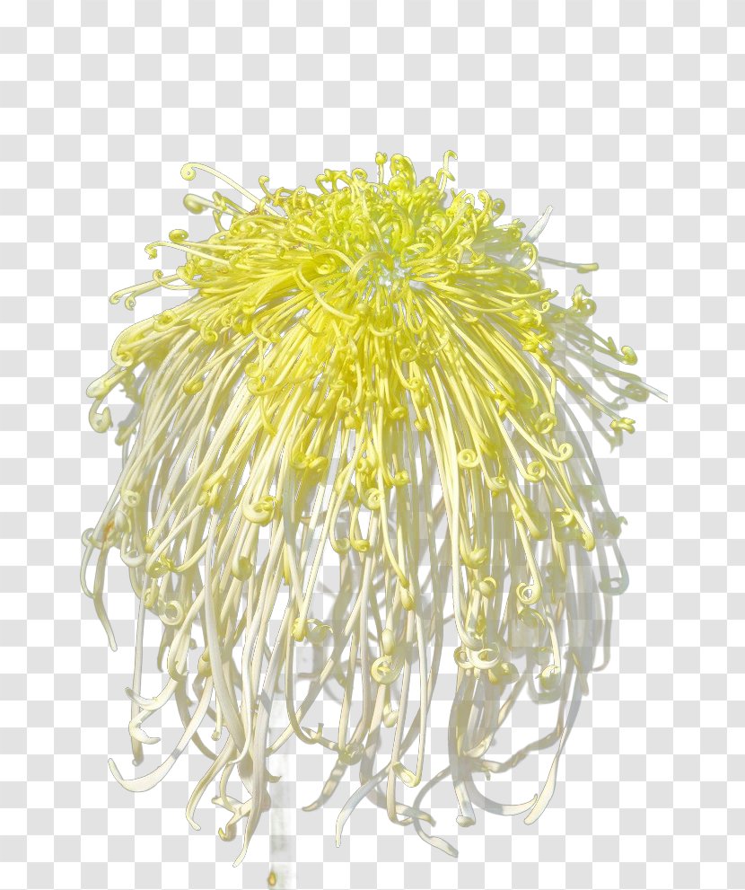 Chrysanthemum Xd7grandiflorum Yellow Flower Floral Design - Google Images - Flowers Transparent PNG