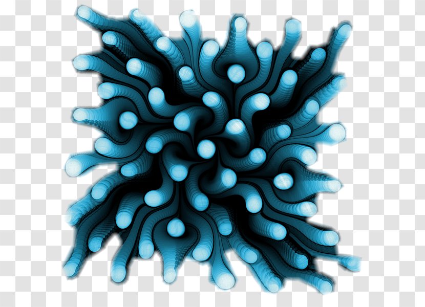 Sea Anemone Blue Polyp Transparent PNG