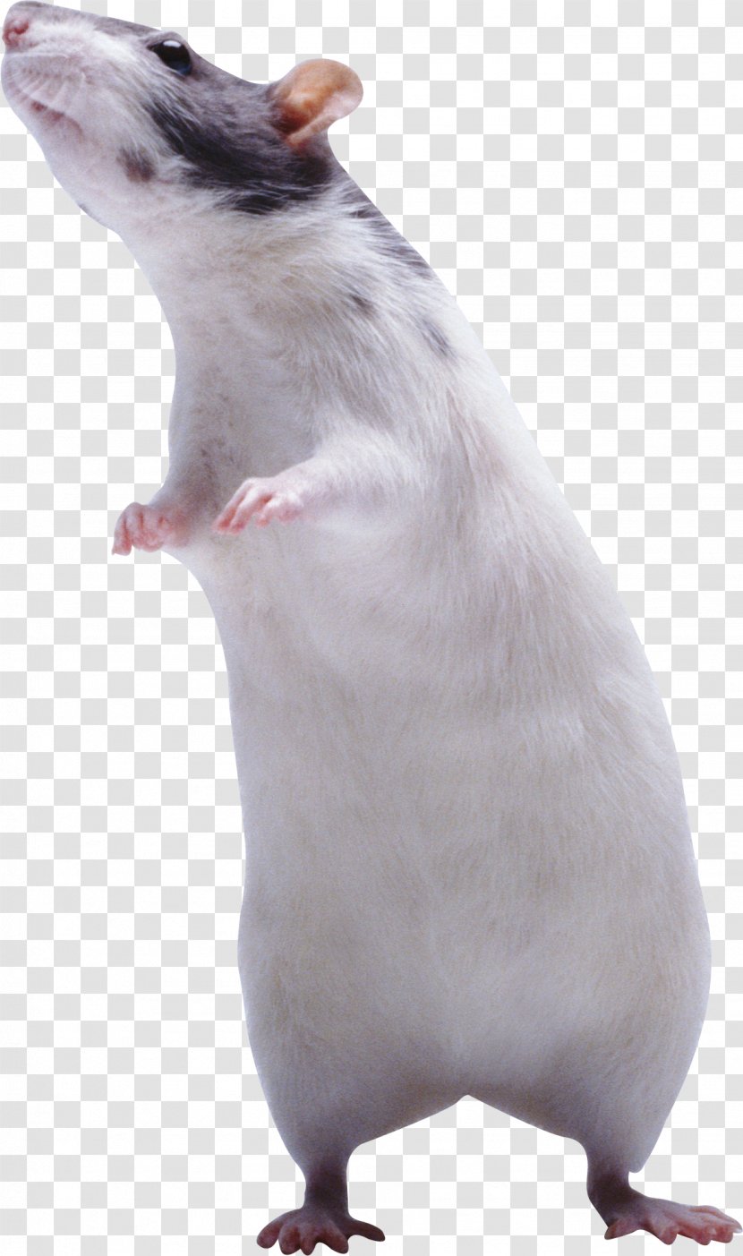 Mouse Rat Rodent Muroidea - Photography Transparent PNG