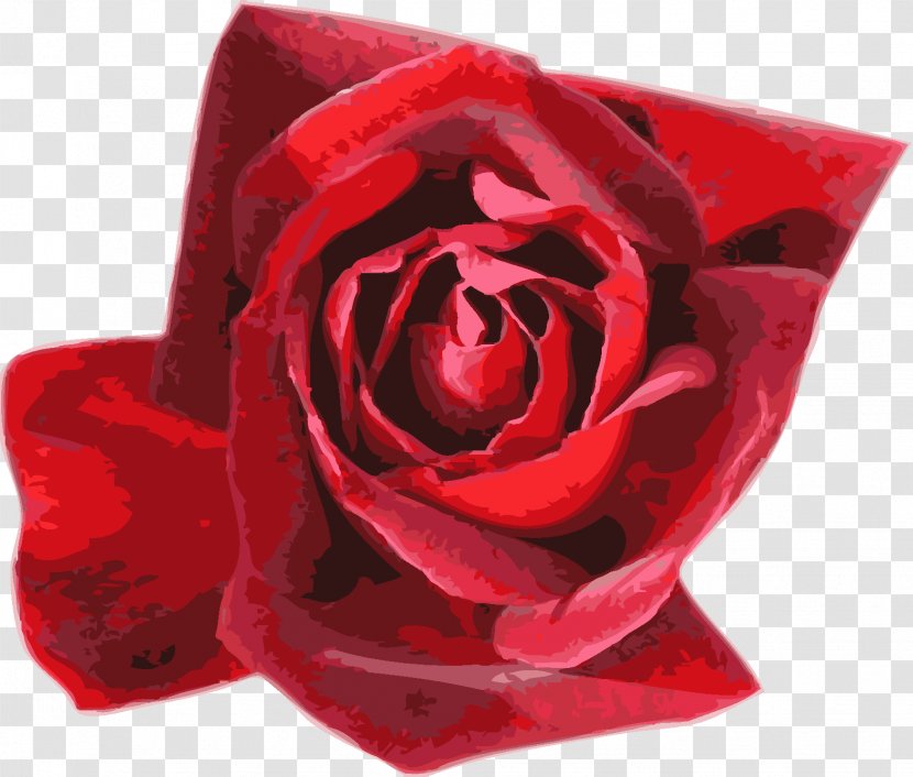 Garden Roses Flower Sigma Lambda Alpha - Pink - Rose Transparent PNG