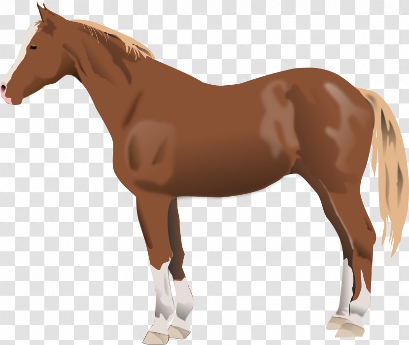 French Trotter France TeachersPayTeachers - Sorrel - Horse Transparent PNG