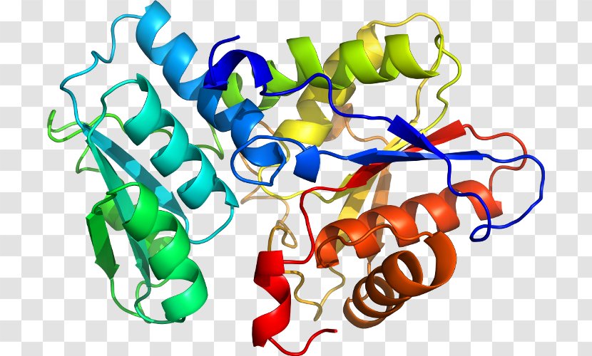 Enzyme Tryptophan Synthase Urease Protein Subunit Pyridoxal Phosphate - Area - Domain Name Transparent PNG