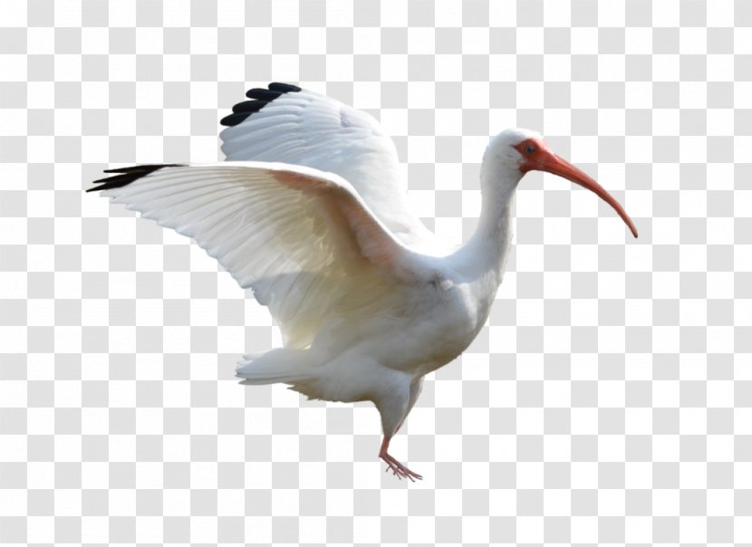 Bird American White Ibis Feather Australian - Crane Like - Macaw Transparent PNG