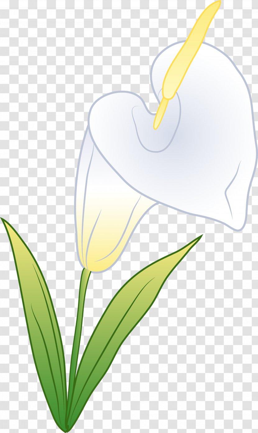 Arum Flowering Plant Clip Art - Petal - Callalily Transparent PNG