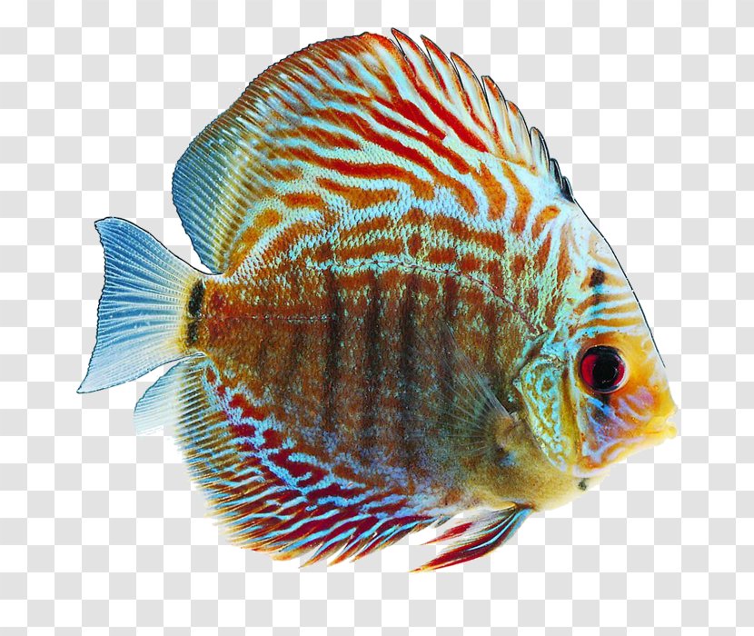 Tropical Fish Goldfish Desktop Wallpaper - Organism Transparent PNG