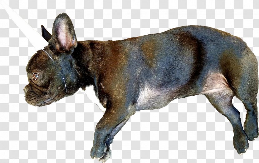 French Bulldog Dog Breed Puppy Unicorn - Cartoon Transparent PNG