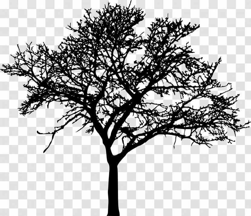 Tree Silhouette Drawing Branch Clip Art - Vector Transparent PNG