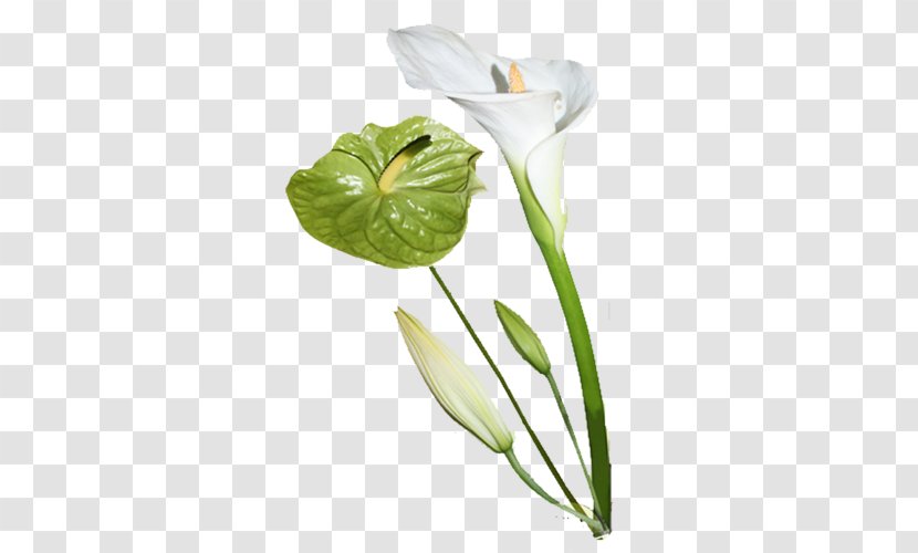 Cut Flowers Image Arum Lilies - Alismatales - Flower Transparent PNG