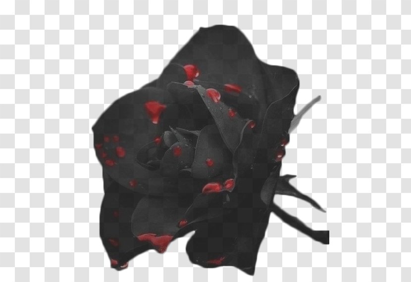 Black Rose Flower Red - Mystique Transparent PNG