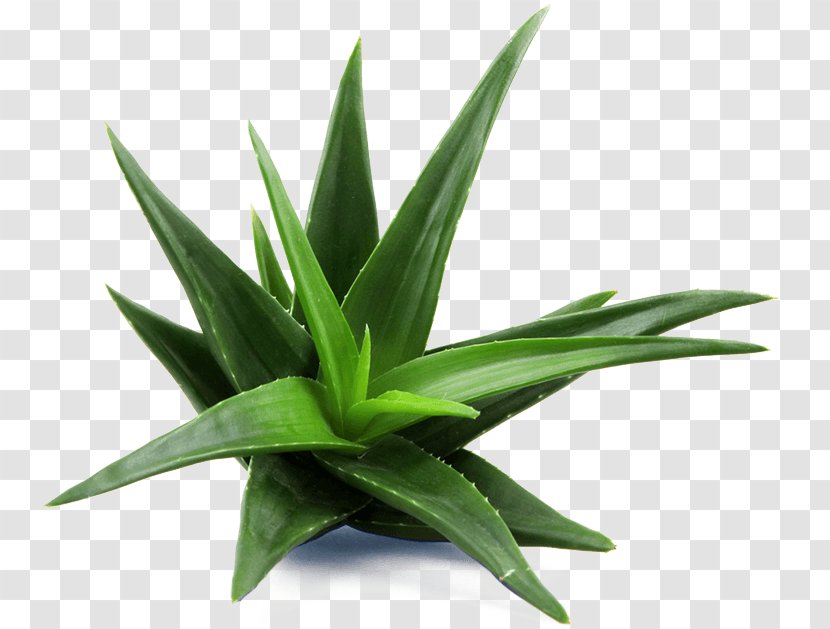 Aloe Vera Medicinal Plants Skin Care Candelabra - Plant Transparent PNG