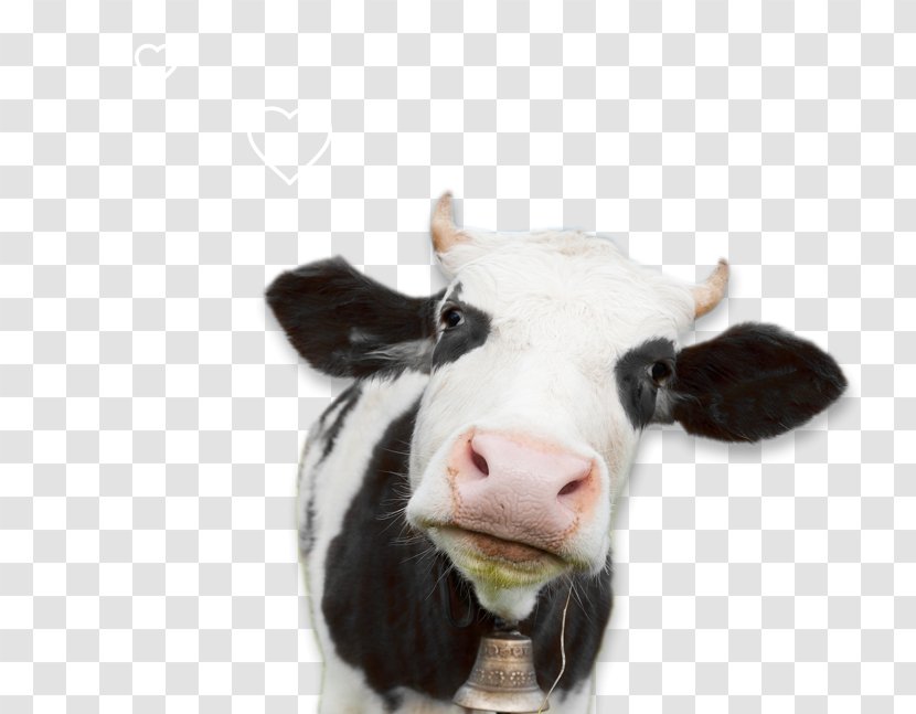 Milk Holstein Friesian Cattle Dairy Pasture Sheep - Cow Transparent PNG