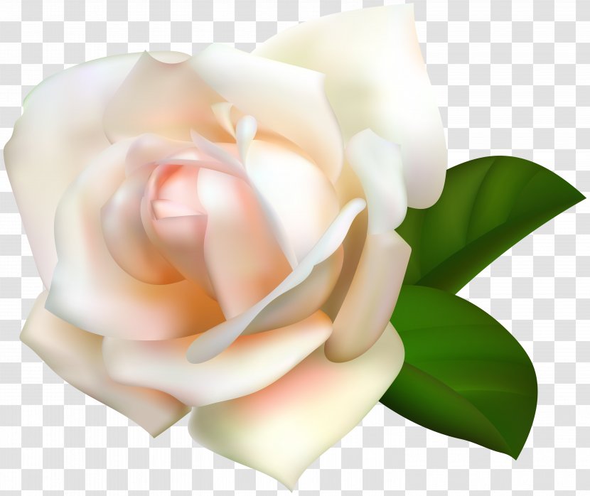 Garden Roses Centifolia Pink Clip Art - Beach Rose - White Transparent Image Transparent PNG