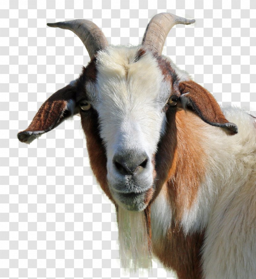 Feral Goat Livestock - Computer Graphics Transparent PNG