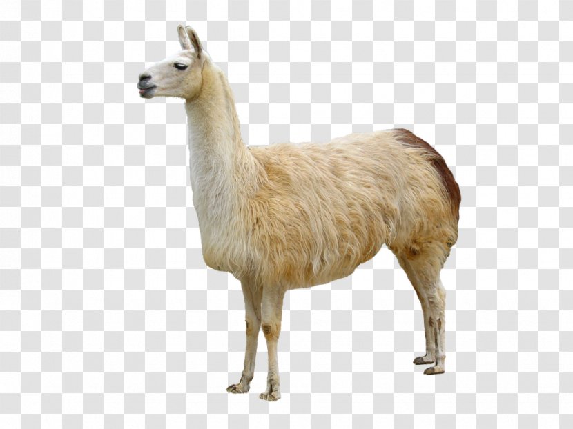 Llama Animal Domestication Bactrian Camel - Terrestrial - Goats Transparent PNG